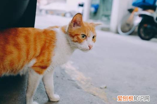 我的猫找不到了怎么办 ，我们家的猫丢了我怎么都找不到他？