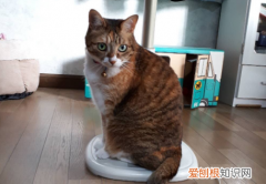 屋里太热猫咪怎么办 ，夏天太热猫猫怎么办？