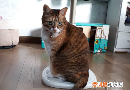 屋里太热猫咪怎么办 ，夏天太热猫猫怎么办？