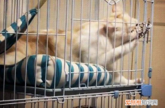夏天可以把猫关阳台吗 ，猫咪夏天关阳台会不会中暑？
