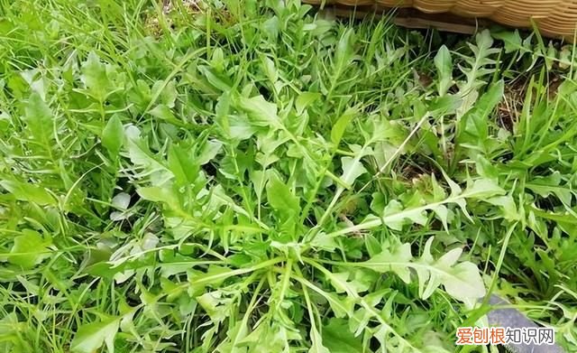 七种有毒蔬菜千万别吃,常见的8种蔬菜吃了会中毒