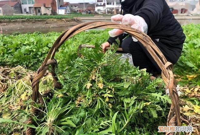 七种有毒蔬菜千万别吃,常见的8种蔬菜吃了会中毒