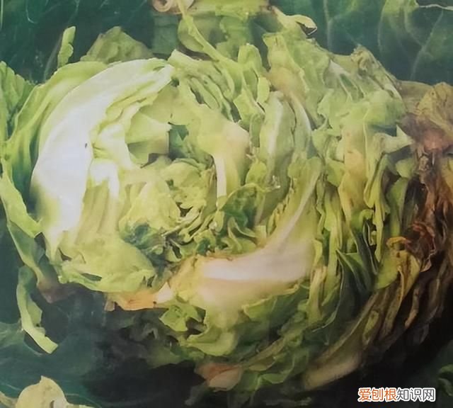 七种有毒蔬菜千万别吃,常见的8种蔬菜吃了会中毒