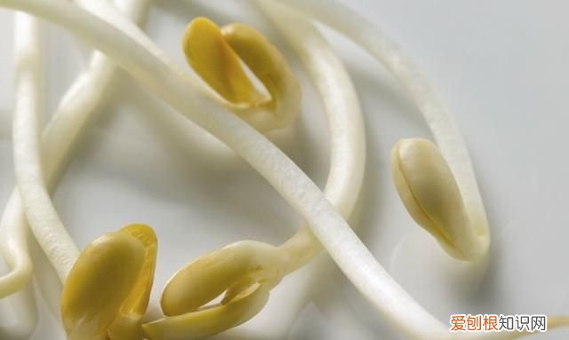 黄豆芽跟绿豆芽的区别 黄豆芽和绿豆芽什么区别