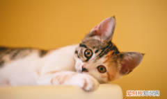 公猫为什么不建议绝育 ，母猫为什么不建议绝育 手术？