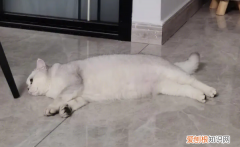 猫猫夏天怎么降温 ，夏天猫咪热有什么降暑方法？