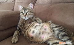 母猫怀孕后多久可以绝育 ，母猫怀孕后多久可以再生？