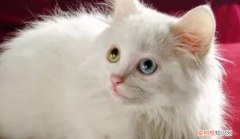 不建议养的10种猫 ，三种最旺财的猫？