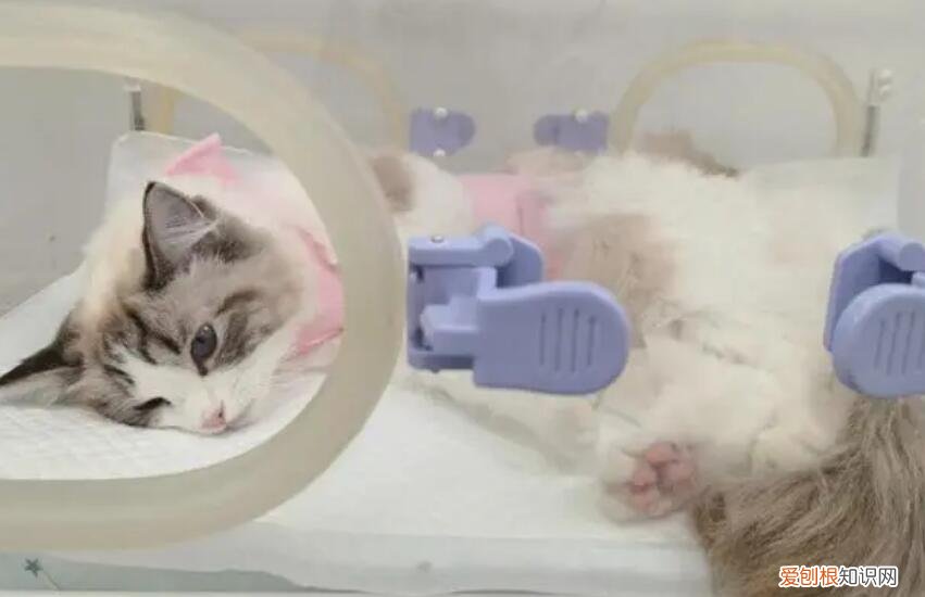 母猫绝育手术用什么刀 ，母猫绝育要做b超吗？