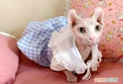 无猫毛是哪里的特产 ，无猫毛是哪里的猫？