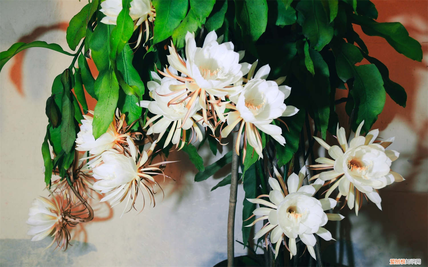 昙花这种花的花期是什么，昙花的花期是多长时间，开花代表什么预兆？