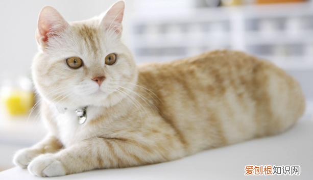 公猫绝育后会恨主人吗 ，猫知道自己被阉了吗？