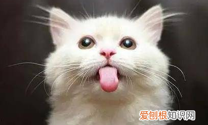 为什么猫猫会像狗狗一样伸舌头喘气 ,猫跟狗似的吐舌头?