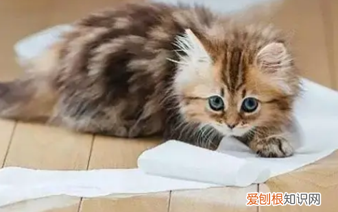 小猫不会自主排便怎么办 ,小猫不会自己拉屎?