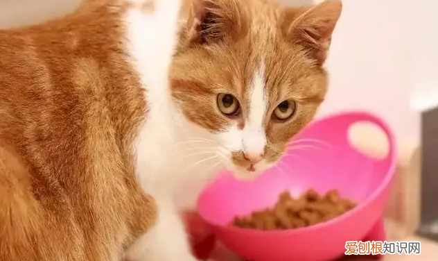 小猫护食正常吗 ,小猫护食是有什么反应?