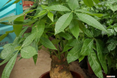 发财树换完土需要浇水吗怎么浇，发财树换盆土后怎么浇水，浇水多了怎么救？