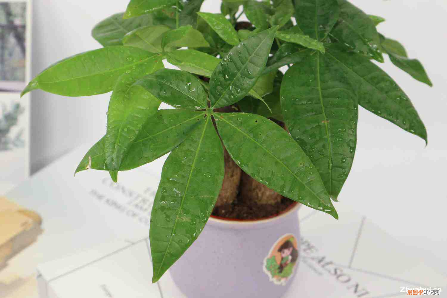 发财树要多久才发芽，发财树小苗多久能长出大树，能浇啤酒吗？