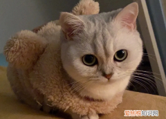 猫为什么性格多变呢 ，猫为什么性格多变的原因？