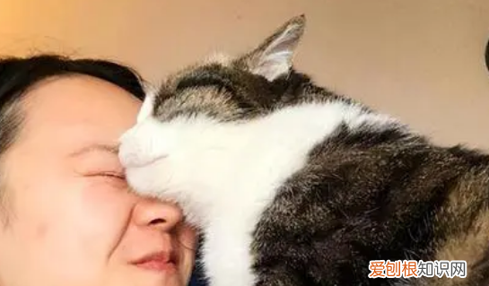 猫盯着主人 ，猫猫盯人？