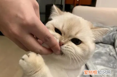 猫咪性格暴躁爱咬人怎么办 ，猫咪性格狂野很凶咬人？