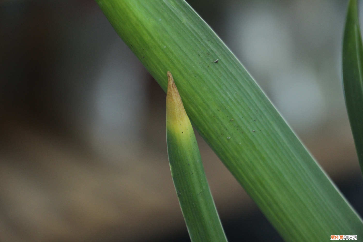 风信子开花时间有多久，风信子的花期在什么时候，风信子不开花的原因？