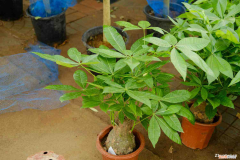 发财树单根好还是双根好，发财树是什么样子，是独杆好还是辫子好？