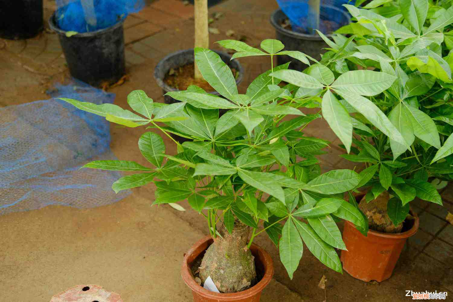 发财树单根好还是双根好,发财树是什么样子,是独杆好还是辫子好?