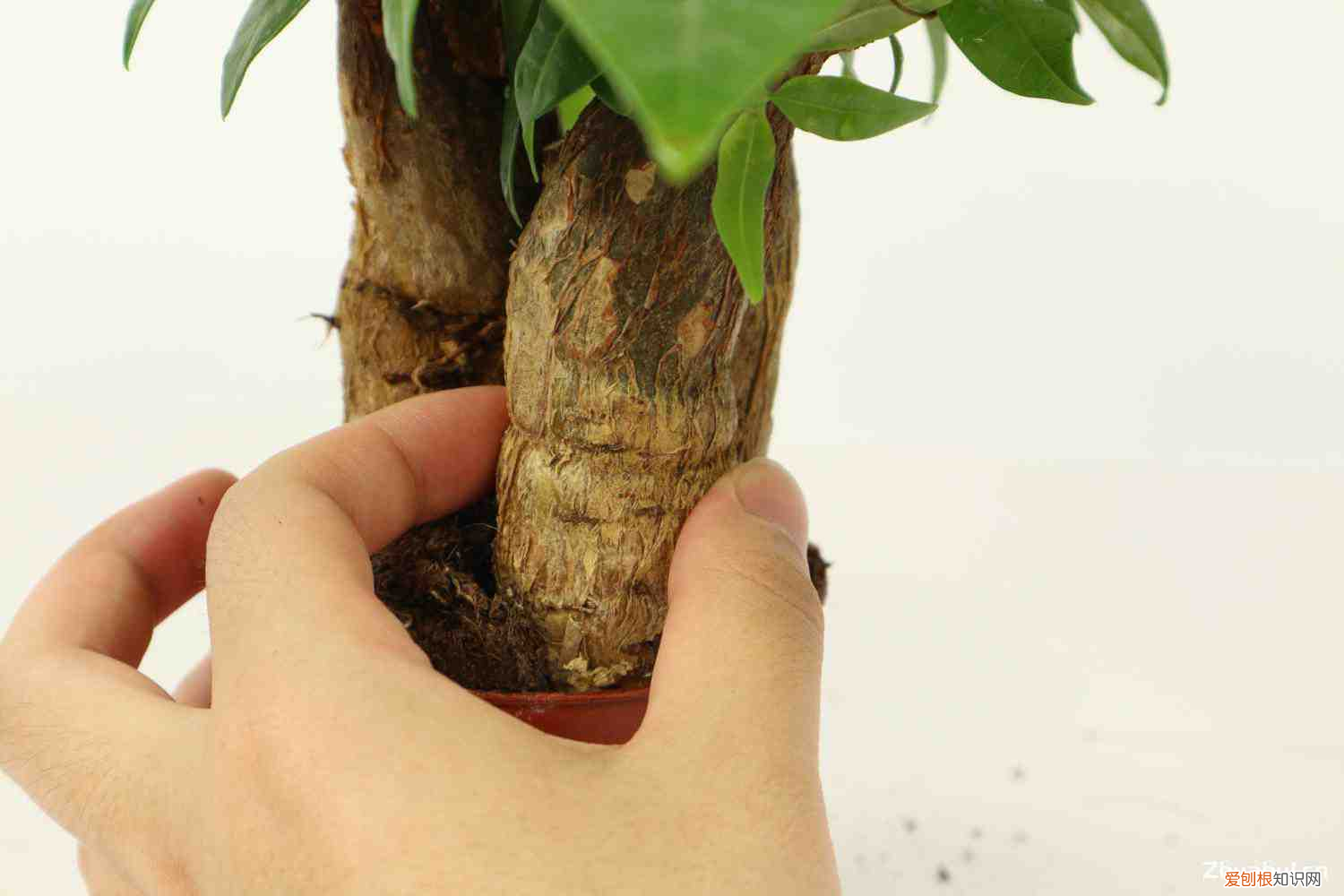 发财树单根好还是双根好,发财树是什么样子,是独杆好还是辫子好?