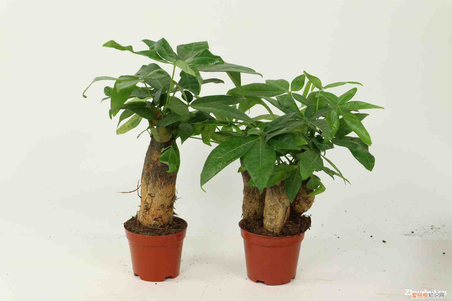 发财树单根好还是双根好,发财树是什么样子,是独杆好还是辫子好?