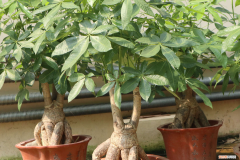 发财树是一年四季都长绿叶吗，发财树是什么树种，是四季常青吗？