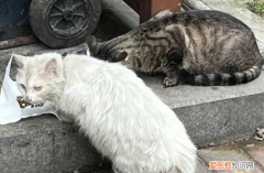 小猫跑丢了怎么找回来 ，小猫走丢了会不会饿死？