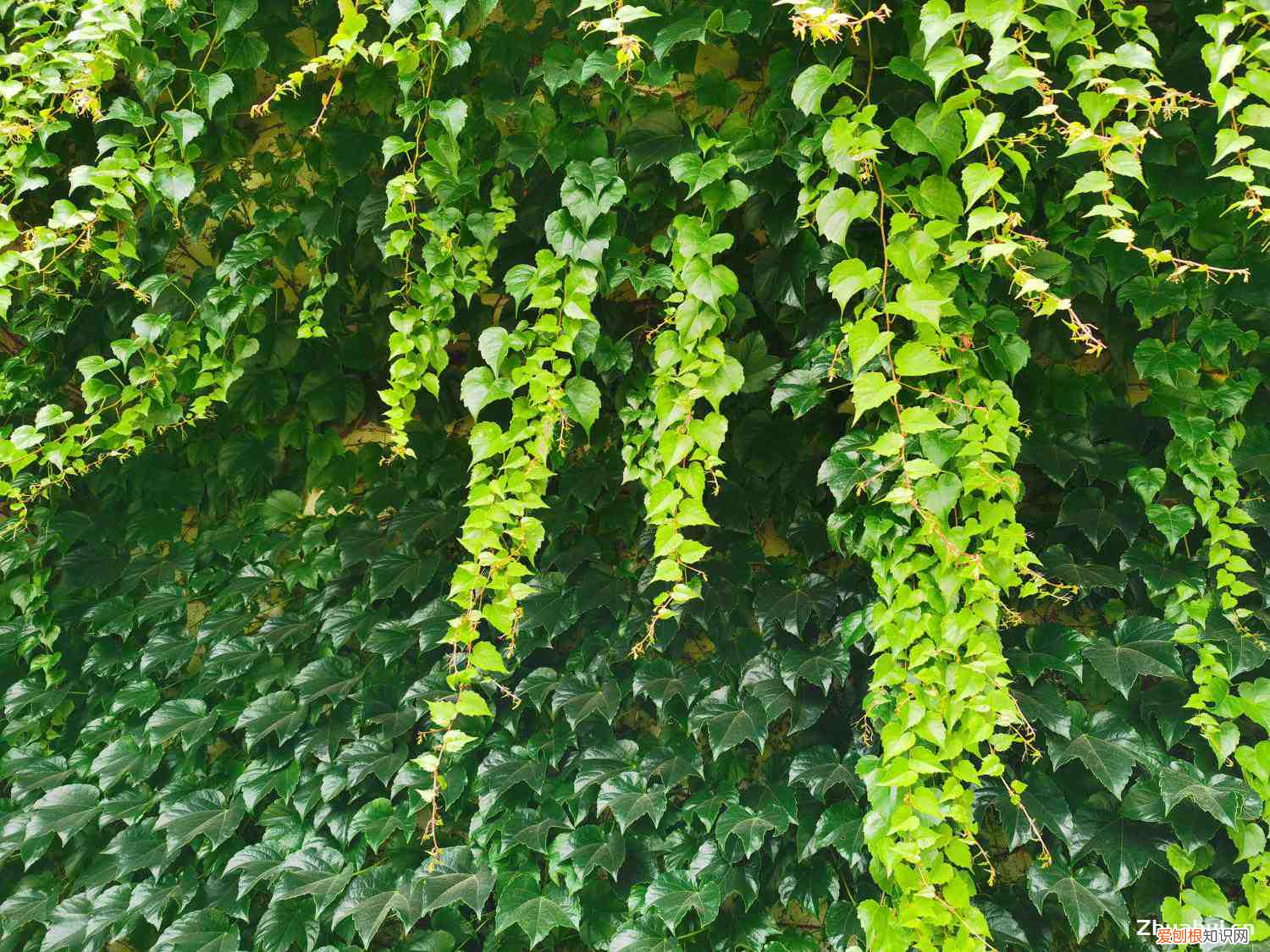 爬山虎冬天要浇水吗，爬山虎冬季可以移栽吗，冬季耐多少度低温？