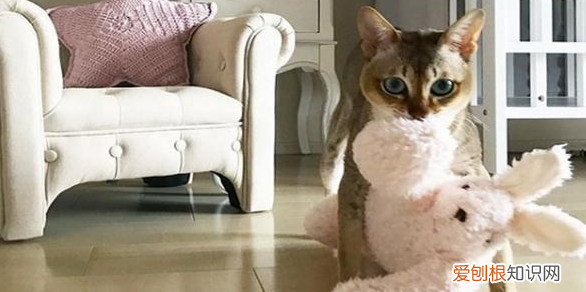 为什么猫咪喜欢叼猫崽子咬人手 ,为什么猫咪喜欢叼猫崽子咬人的脚?