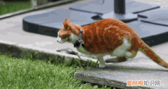猫咪为什么行为怪异 ，猫为什么会这样？