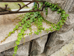 爬山虎养殖方法和注意事项，爬山虎的养殖方法和注意事项，施肥过量怎么办？