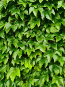 爬山虎是动物还是植物?，爬山虎是什么植物，叶子有什么特点？