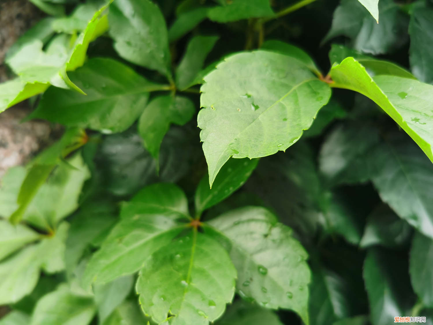 爬山虎是动物还是植物?，爬山虎是什么植物，叶子有什么特点？