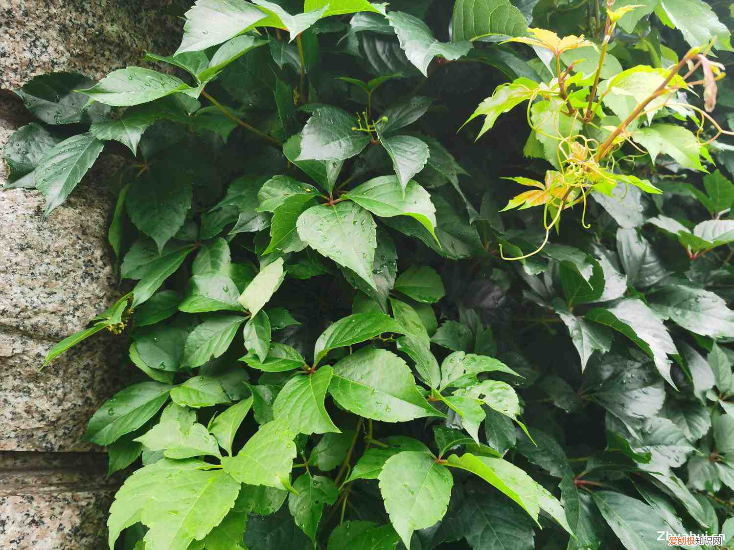 爬山虎需要什么肥料，爬山虎需要施肥吗，什么时间施肥？