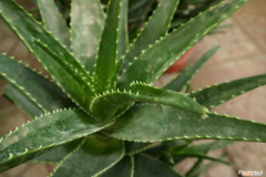 自家养的芦荟能不能吃，芦荟介绍，芦荟能吃吗？