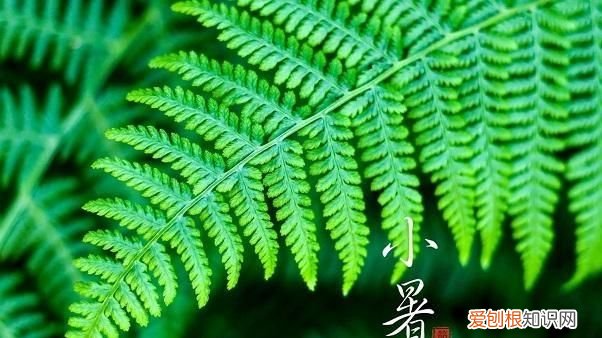 小暑在今年的几月几号 ，2020小暑是哪天？