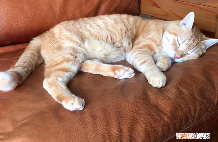 猫咪为什么会站着睡着呢图片 ,猫咪为什么会站着睡觉?