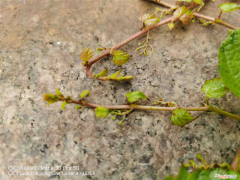 爬山虎属于哪类植物，爬山虎是动物还是植物，细丝有什么作用？