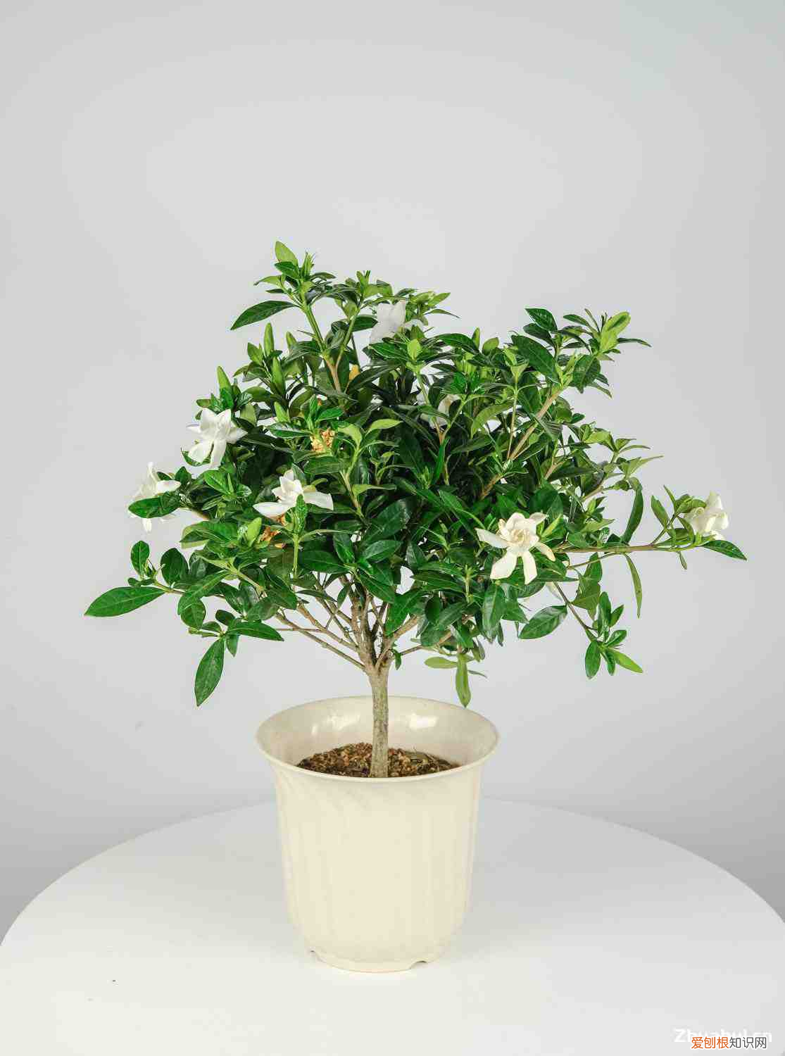 栀子花花开花时间，栀子花开花时间，怎么样养护开花才能多？