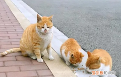 猫为什么会离家出走 ，猫为什么会离家出走一段时间然后又回来？