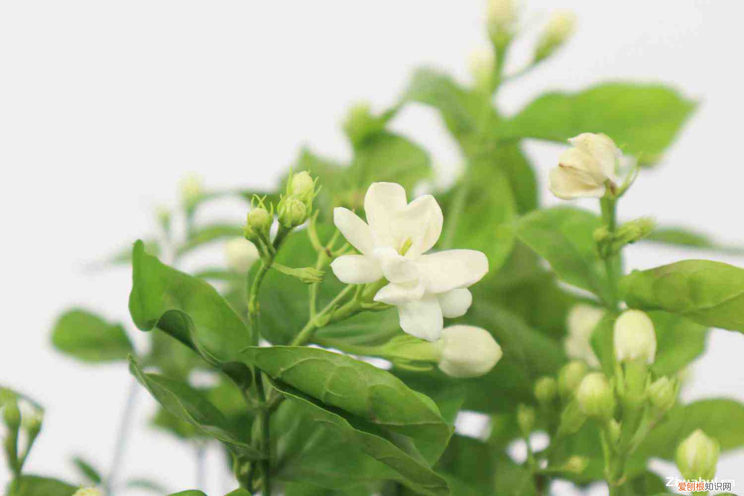 茉莉花用淘米水浇行吗有毒吗，茉莉花可以用淘米水浇吗，浇花生虫怎么办？