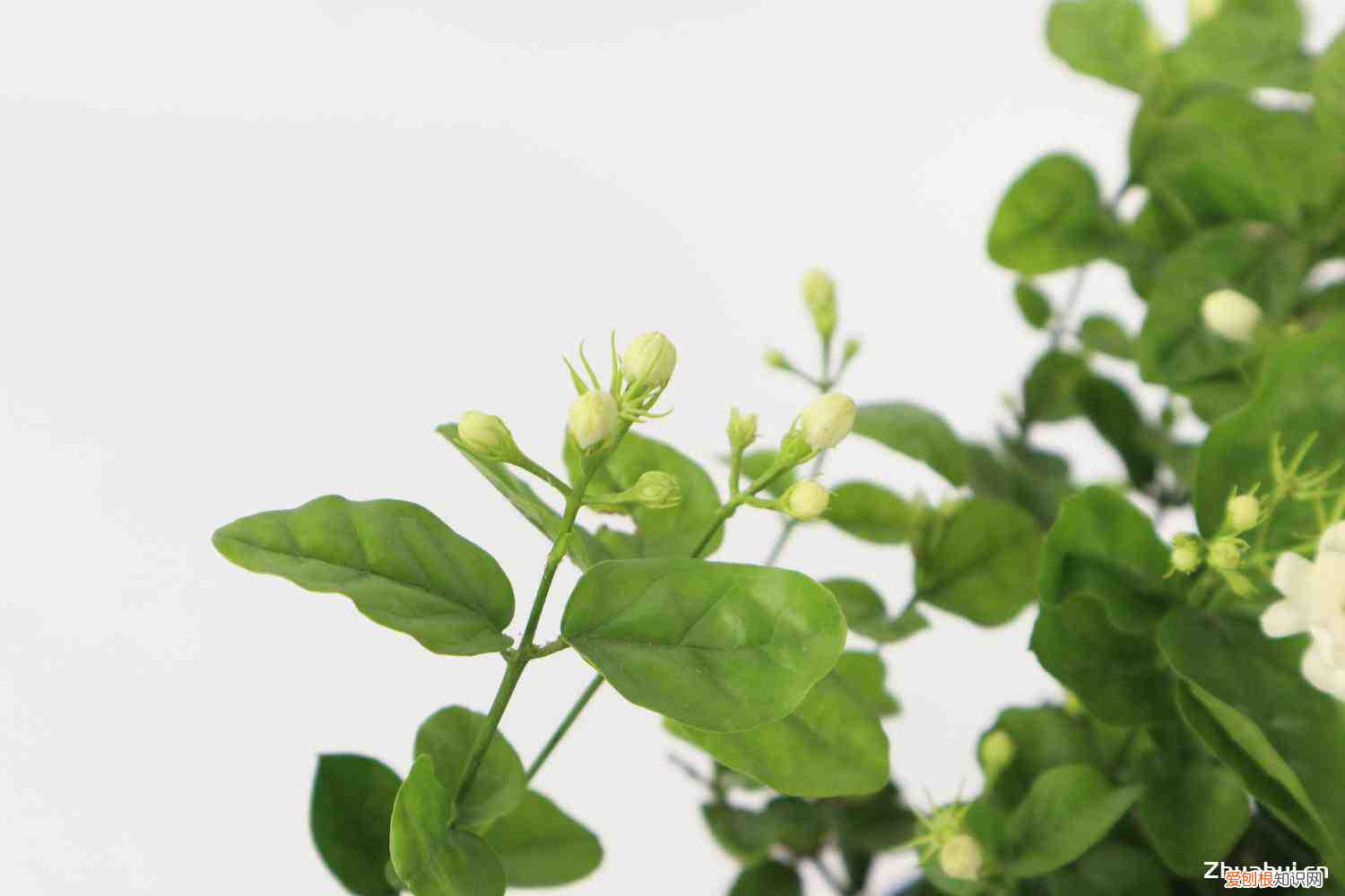 茉莉花用淘米水浇行吗有毒吗，茉莉花可以用淘米水浇吗，浇花生虫怎么办？