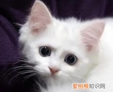 小猫丢了还能回来吗 ，小猫咪丢了怎么把它叫出来？
