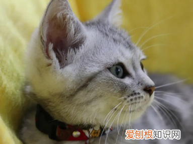 怎么判断猫咪发烧了没有 ，怎么判断猫咪发烧了没有症状？