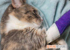 怎么看猫的腿是崴了还是断了 ，猫瘸了,一只脚不能碰地 没有伤口？