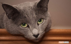 怎么选聪明的猫 ，怎么选聪明的猫仔？